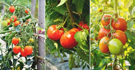 Wooden tomato plant obelisk stake. The 5 Best Ways to Stake Tomatoes