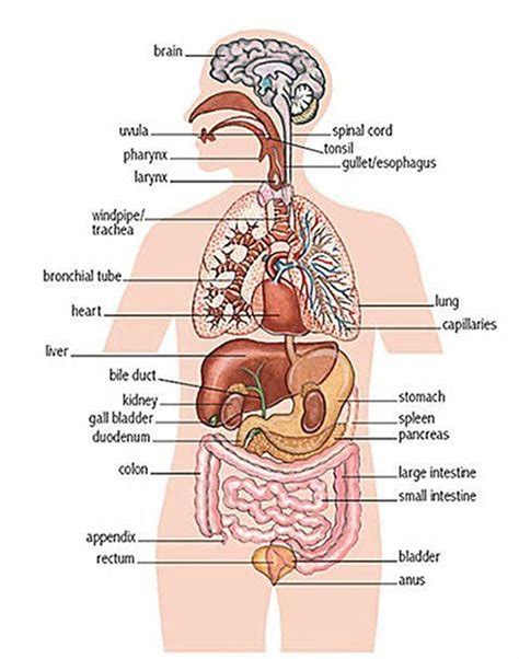 Maybe you would like to learn more about one of these? Parts of the human body | Human body diagram, Human body organs, Human body organs anatomy