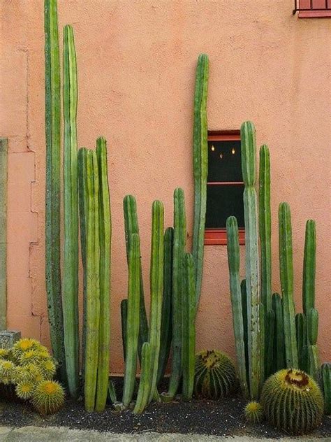 Image Result For Tall Cactus In Garden Mexican Garden Cactus Peach