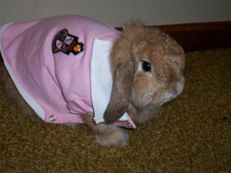 Can Rabbits Wear Clothes Pethelpful