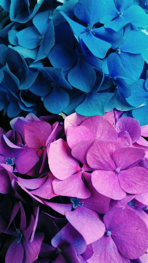Purple And Blue Flowers Background