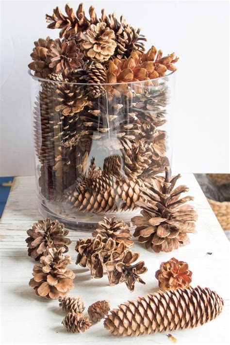 Assorted Pine Cones Bulk Natural Untreated Sanitized Etsy Canada