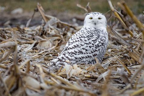 Snowy Owls In Wisconsin What They Eat Appearance Habitat And More