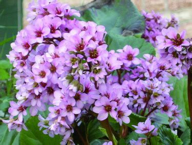 Khokhloma è un fenomeno luminoso delle arti popolari russe noto per i suoi vividi motivi floreali, colori rossi e. Nomi Elenco Nomi Fiori Rossi - 7 Fiori Di Montagna Che ...