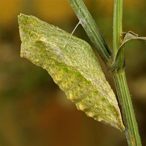 Swallowtail Pupa Photo By Photographer Igor Siwanowicz Butterfly