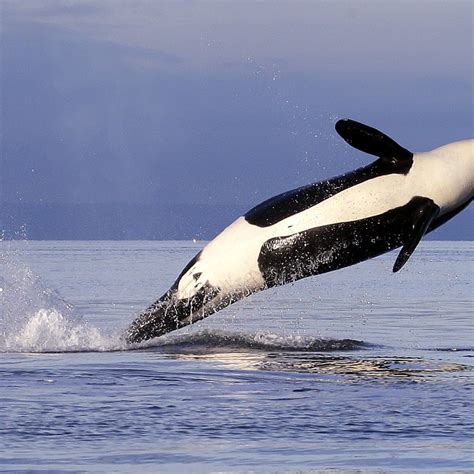 Are Killer Whales Dangerous Orcas Killer Whales Facts And Information