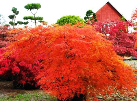 Viridis Japanese Maple Acer Palmatum Dissectum Amazing Fall Color