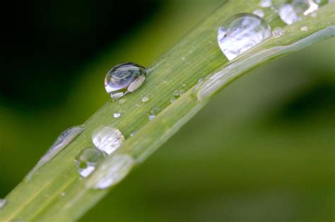 Dew Drops Photograph By Drew Maccallum