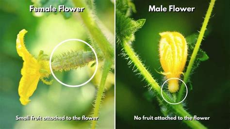 Difference Between Male And Female Cucumber Flowers