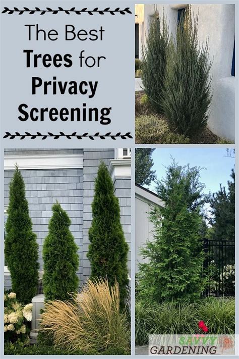 The Best Trees For Privacy Screening In Big And Small Yards Best