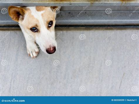 Lost Dog Behind A Fence Stock Image Image Of Look Watch 80330599