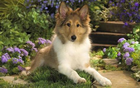 Mini Lassie Find More Information About Your Favourite Dog Flickr