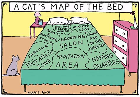 15 Funny Comics Reveal The Reality Of Owning A Cat