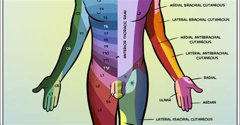 Dermatome Chart Pathways Nerve Roots Fomo Images And Photos Finder