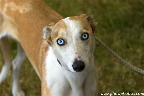 Blue Eyed Dog By Philophobos On Deviantart