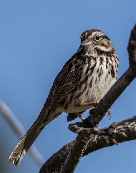 Sfv Backyard Bird Identification San Fernando Valley Audubon Society