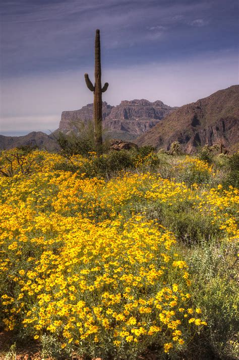 Desert Wildflowers Photograph By Saija Lehtonen Fine Art America