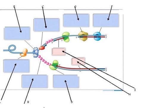 DNA Replication Fork Diagram Quizlet