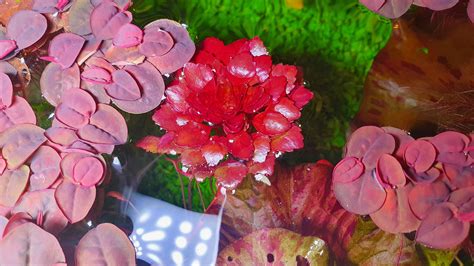Ludwigia Sedoides Probably The Most Interesting And Rarest Floating