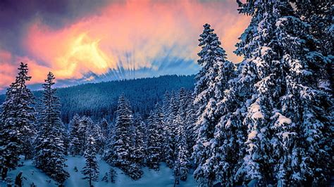 Hd Wallpaper Most Beautiful Winter Landscape Hd Wallpaper 02 Pine