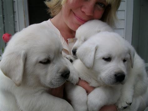 Looking for poodle or lab breeders in michigan? Labrador Puppies For Sale: English Labrador Puppies For ...