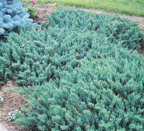 Juniper Blue Chip Conifers Garden Evergreen Groundcover Evergreen