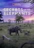 Secrets of the Elephants (TV Mini Series 2023– ) - IMDb