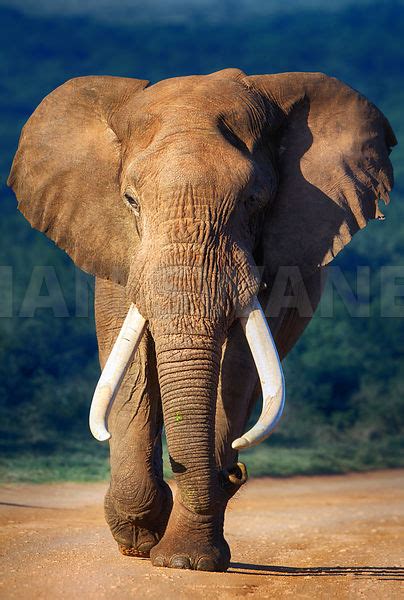 Johan Swanepoel Stock Images And Prints Elephant Bull With Large Tusks Approaching Front View