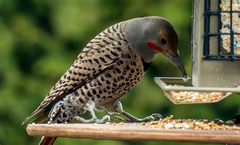 Everything You Need To Know About Woodpeckers In Connecticut