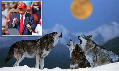 Donald Trumps Administration Strips Gray Wolves Of Endangered Species