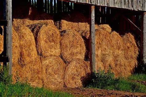 How Much Does A Bale Of Hay Weigh Round Vs Square Bales Outdoor Happens