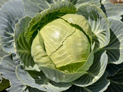 Fresh Farm Cabbage Head Free Stock Photo Public Domain Pictures