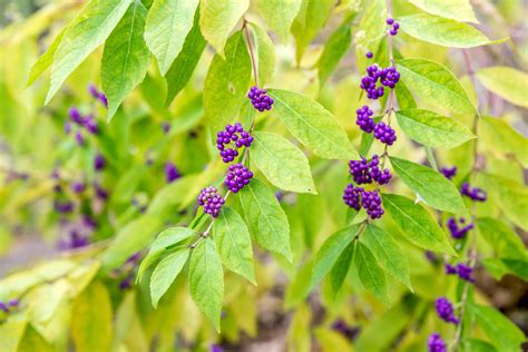 Beautyberry Shrub Plant Care And Growing Guide