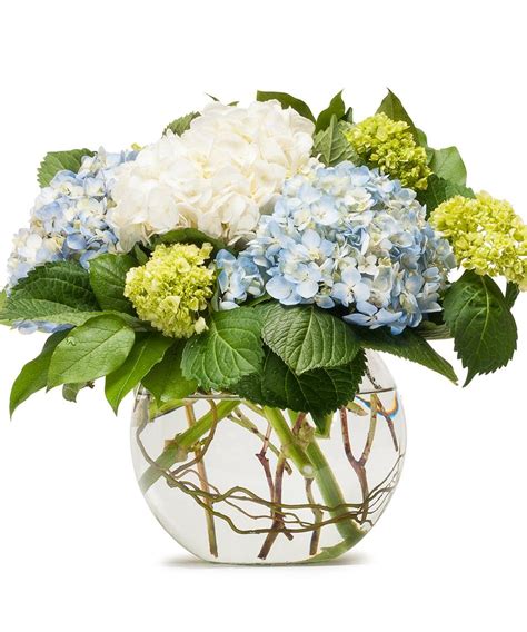 It is great for cut flowers. Beautiful cream, blue and green Hydrangea are arranged in ...