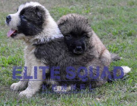 Longcoat german shepherd puppies for sale vaccined against pavo dewormed up to date 4 males 2 females ready to have loving owners and a new german shepherd long coat puppies 3 females 1 male remaining vaccination done. Caucasian Shepherd puppies for SALE- India - ELITE SQUAD ...