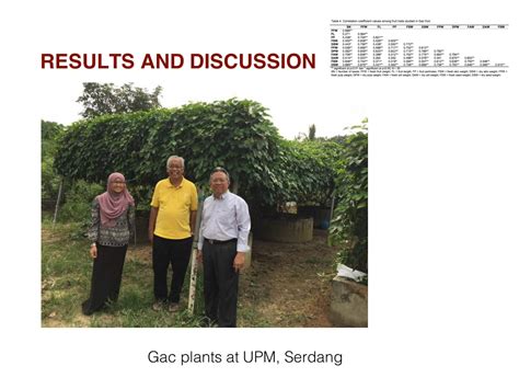 If you see a round, fat artichoke in your grocery store, it is likely a globe artichoke. PPT - Gac fruit & Jerusalem artichoke in Malaysia ...