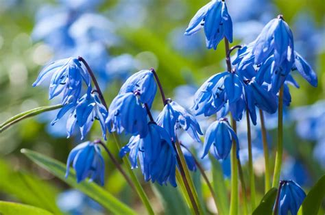 Blue Spring Flowers Ohio Best Flower Site