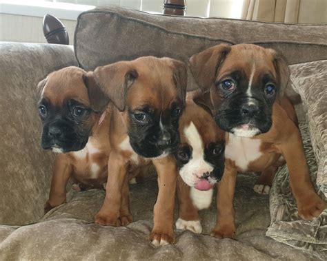 55 Free Boxer Puppies Indiana Photo Bleumoonproductions