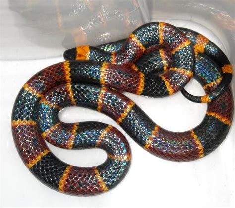 Coral Snakes As Pets Guidelines And General Tips