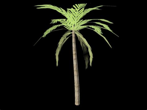 Palm Tree 3d Model