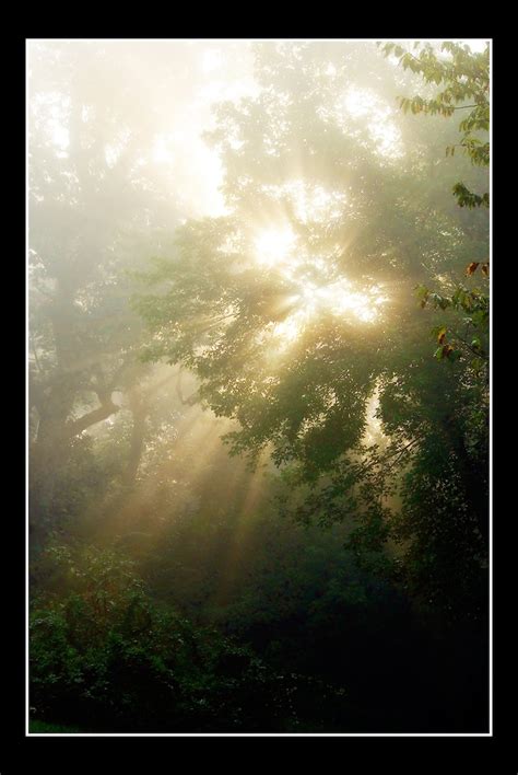 Ethereal Sunbeams Through Tree Photography Sun Rays Photograph Fine