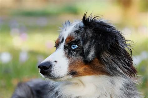 Badass Dog Names For Australian Shepherd 500 Ideas Petshoper