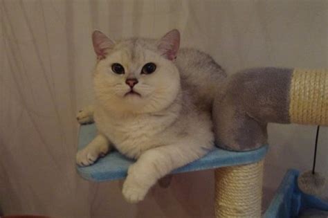There's no 100% guaranteed way to make sure you'll. SI*Silverbuttons - Cattery of Silver and Golden Shaded ...