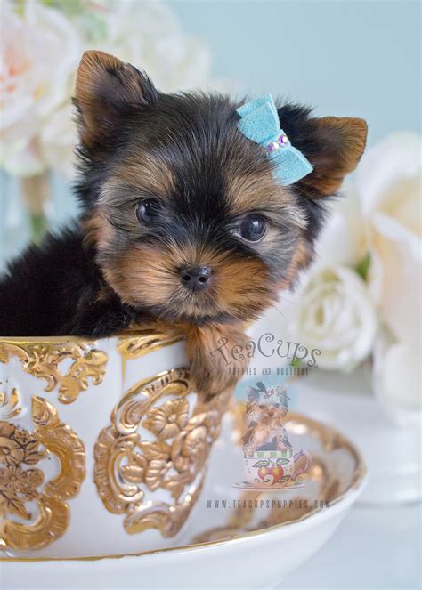 cute yorkie puppy  sale  broward teacup puppies boutique