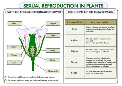 Gcse Plant Biology Posters Teaching Resources