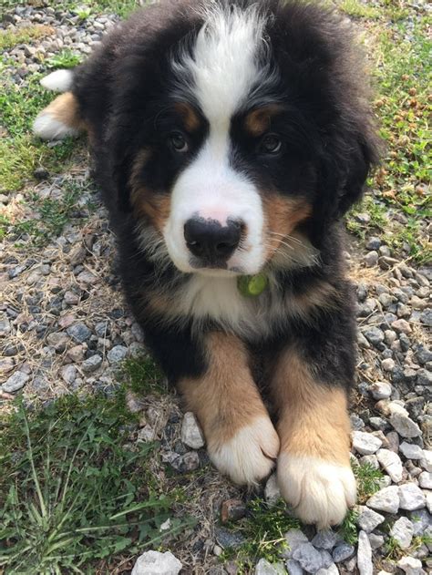 Bernese Mountain Dog Puppy Trying To Take In His Big New World Aww