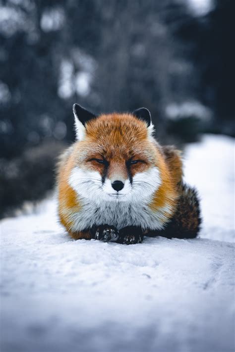 Free Images Cat Red Fox Red Panda Snow Carnivore Whiskers Fawn