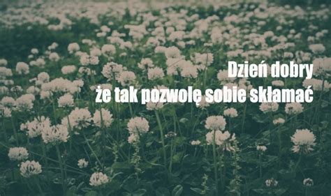 Dzień Dobry że Tak Pozwolę Sobie Skłamać - Dzień dobry, że tak pozwolę sobie skłamać. na Sentencje - Zszywka.pl