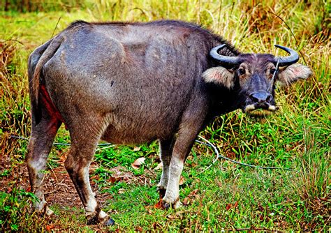 Carabao At A Turn Of The Trail Suddenly Water Buffal Flickr