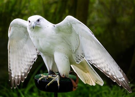 White Eagle Bird Flying